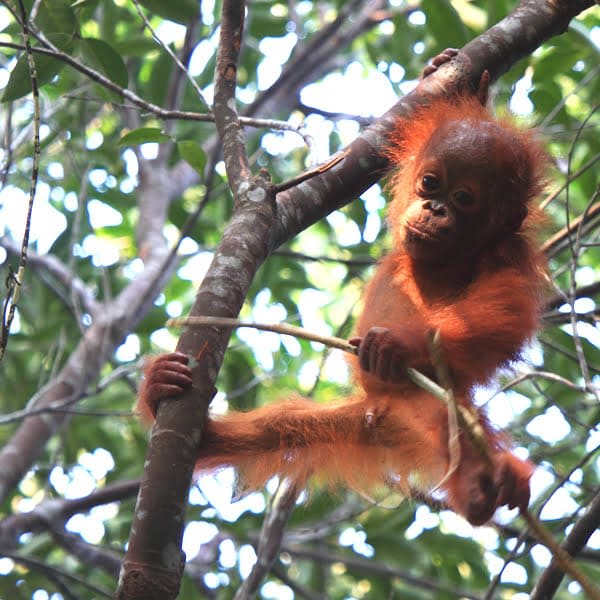 Coach house environment Katigan going green