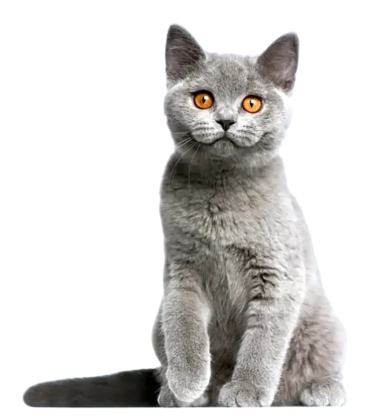 Scottish Straight disponible chez CHATTERIE PEPE au Maroc