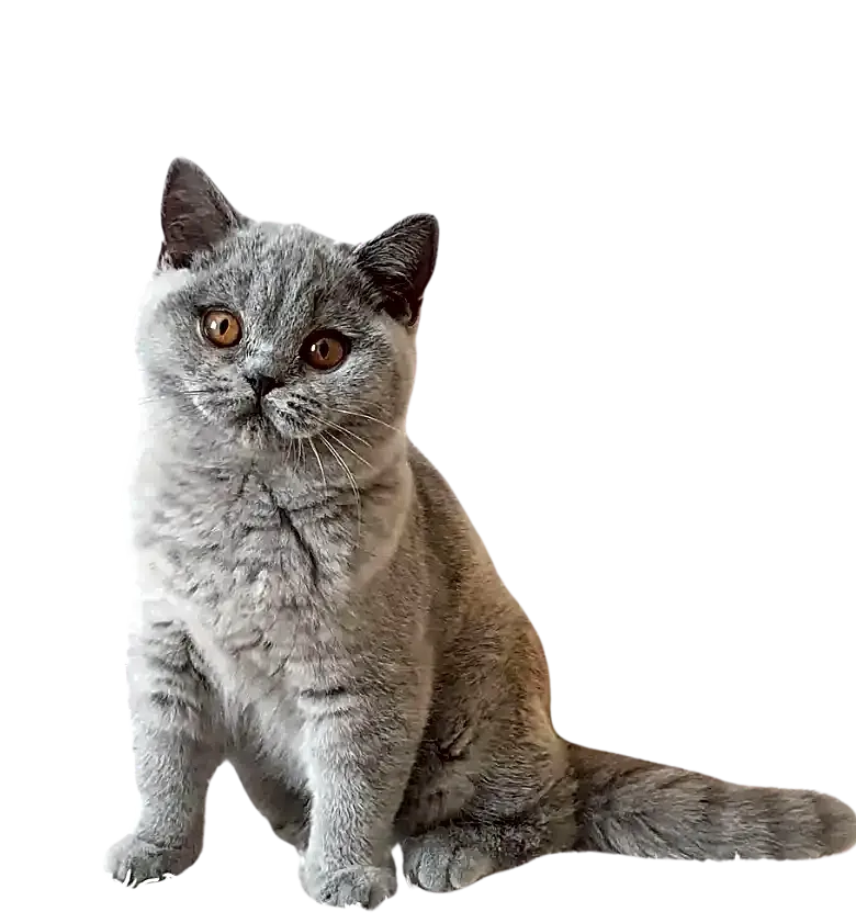 Éleveur de British Shorthair en Maroc - CHATTERIE PEPE