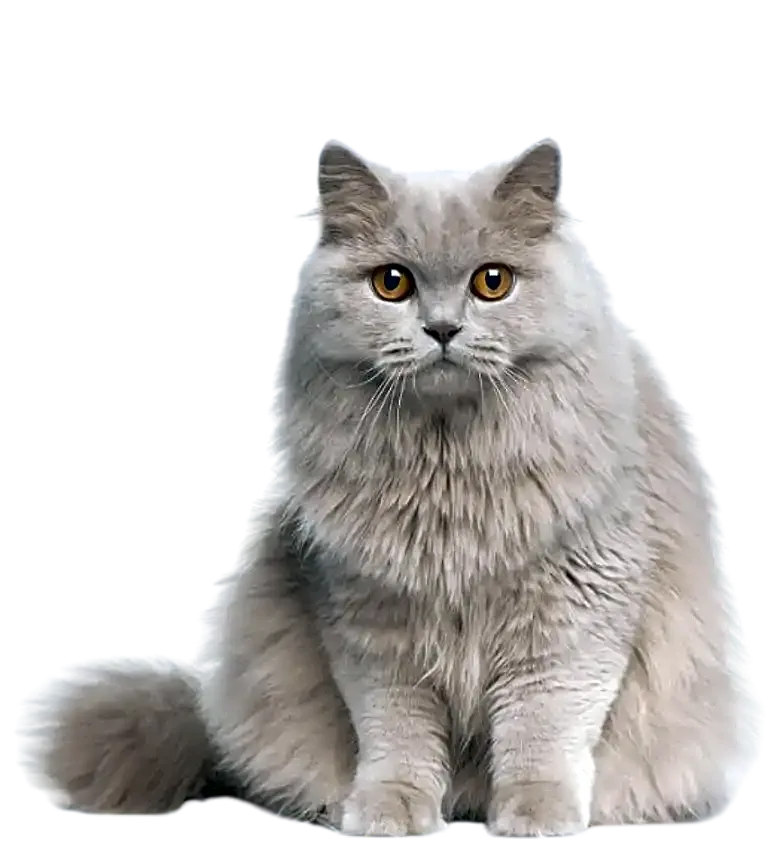 British Longhair de race pure à Casablanca - CHATTERIE PEPE