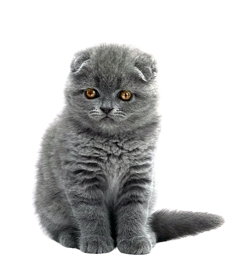 Scottish Fold à vendre au Maroc - CHATTERIE PEPE