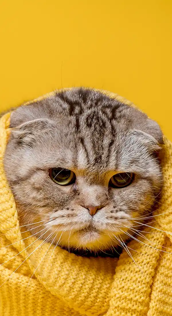 scottish fold sleep k5q2ef