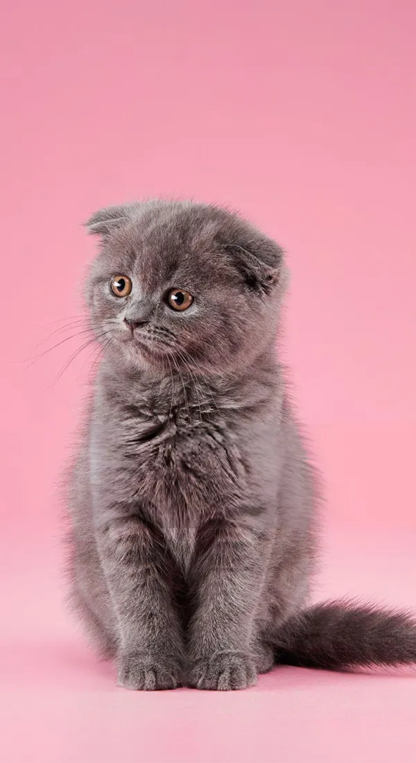 cute British Shorthair evpzk0