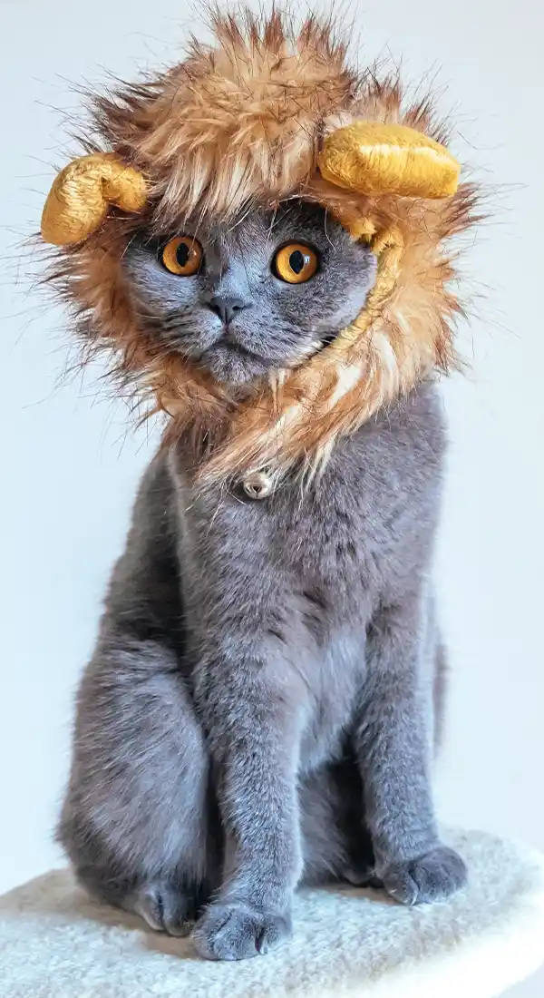 lione British Shorthair pbn7p9