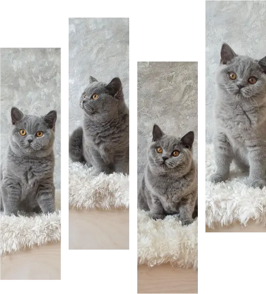 Chatton race pure a Casablanca - CHATTERIE PEPE