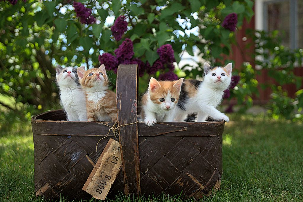 eLearning Training addresses the herding cats issues inherent with traditional corporate and retail training methods.