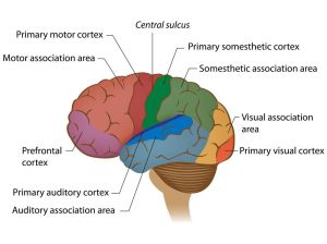 How To Improve Short Term Memory | Edapp Microlearning