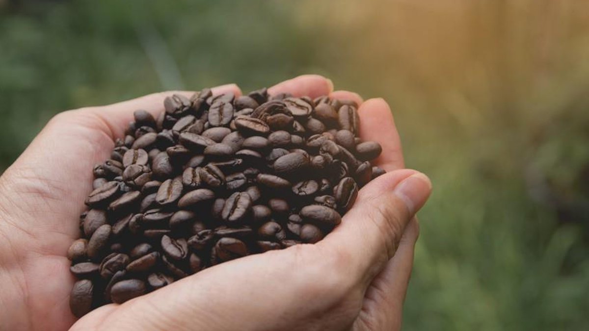 Industry groups draft new sustainable coffee procurement rules Industry groups draft new sustainable coffee procurement rules - sustainable coffee procurement
