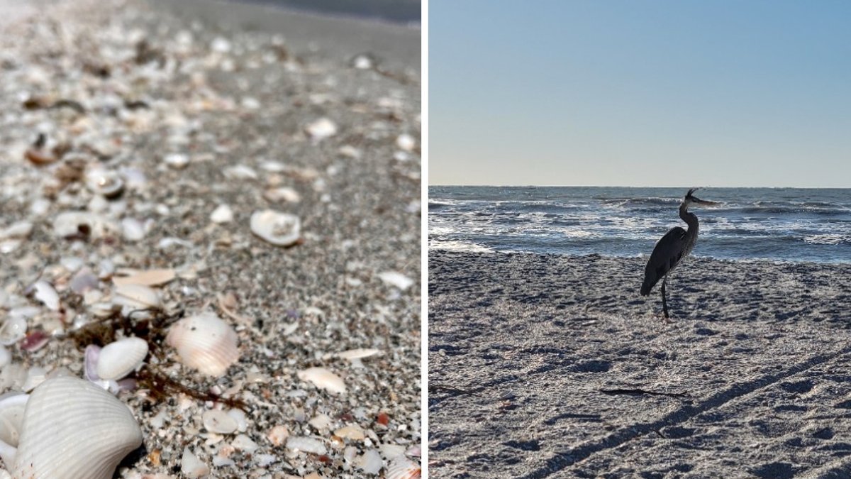 Florida’s Sanibel Island draws shell collectors with rare finds - shell collecting sanibel