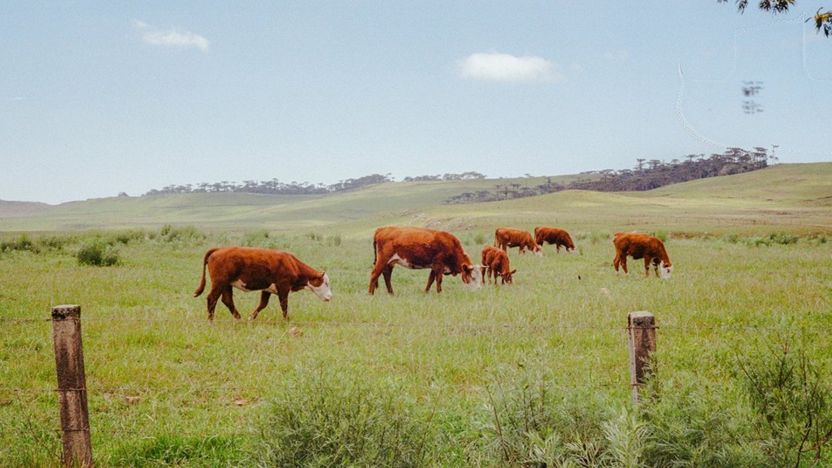 Australia funds rapid quantum test for bird flu and cattle Australia funds rapid quantum test for bird flu and cattle - quantum test bird flu