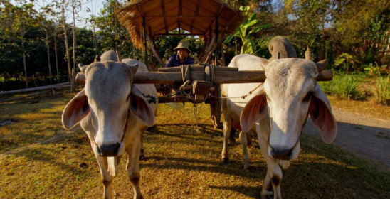 Lisu Lodge A Hilltribe Place to be in Mae Tang