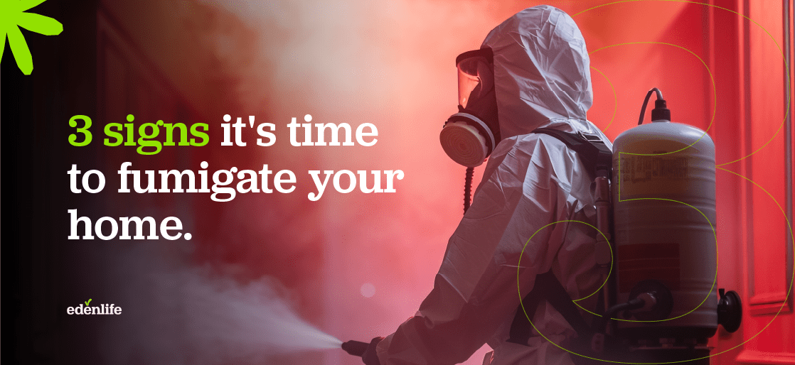 3 signs its time to fumigate your home
