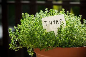 health benefits of spices - thyme