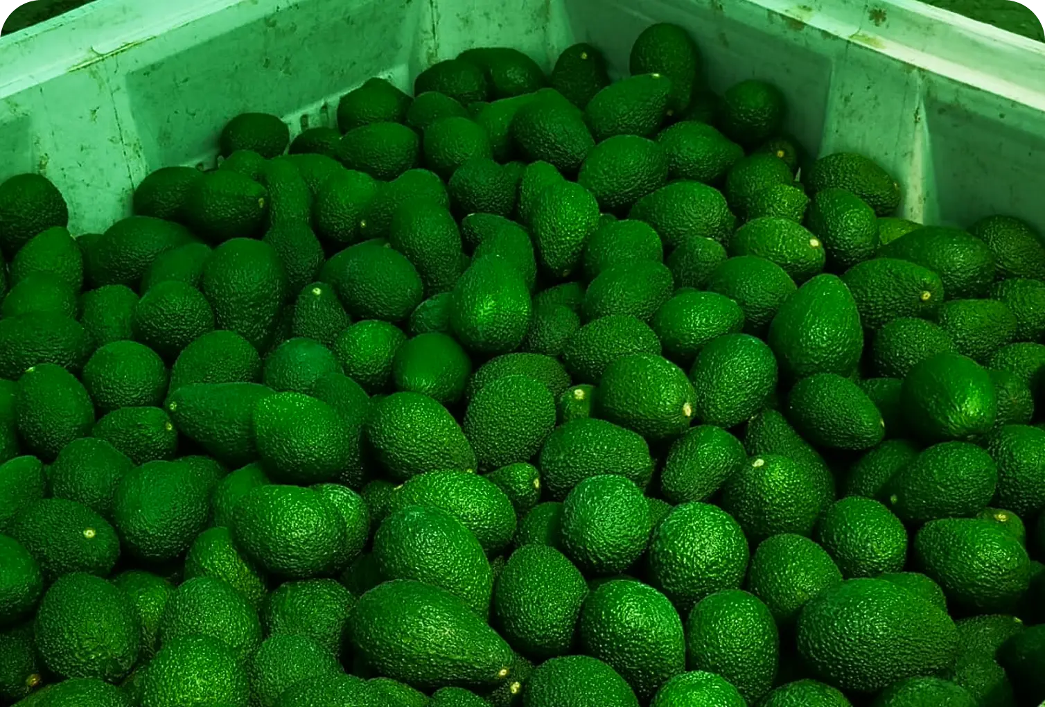 Paltas cosechadas por Agrícola El Socorro