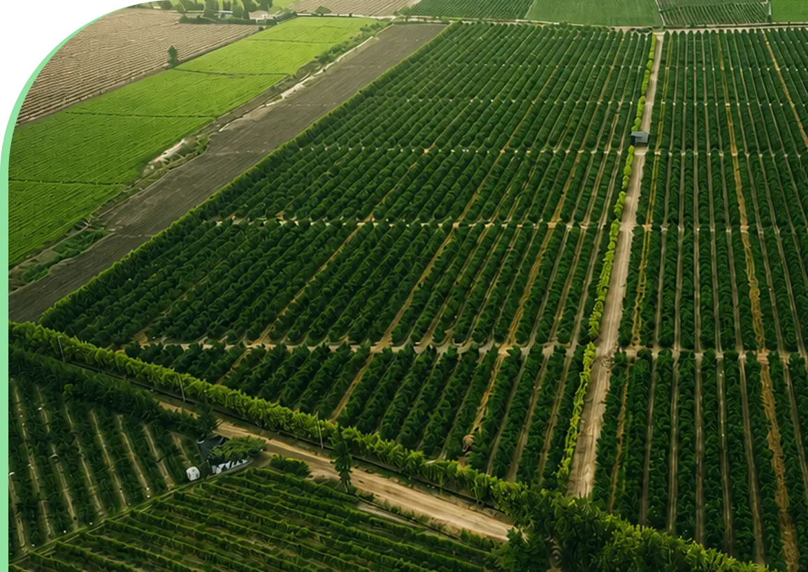 Cultivos de Agrícola El Socorro