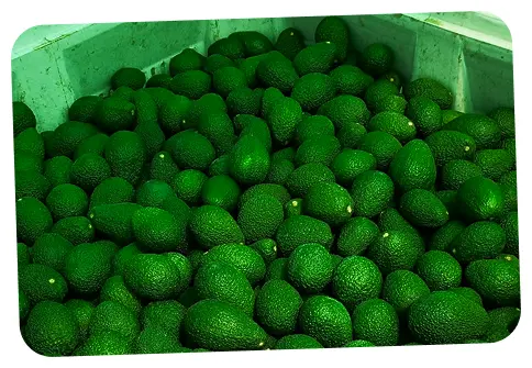 Paltas de Agrícola El Socorro