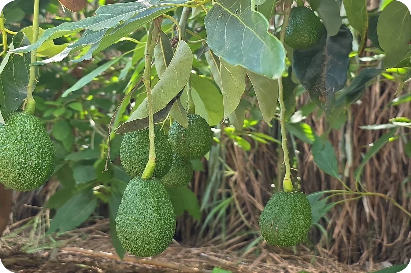 Cosecha de productos agrícolas