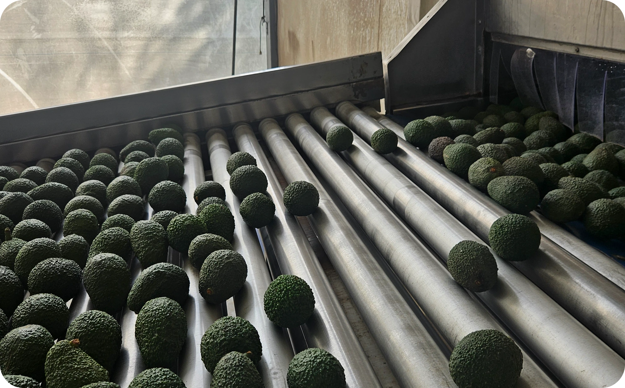 Selección de paltas para exportación