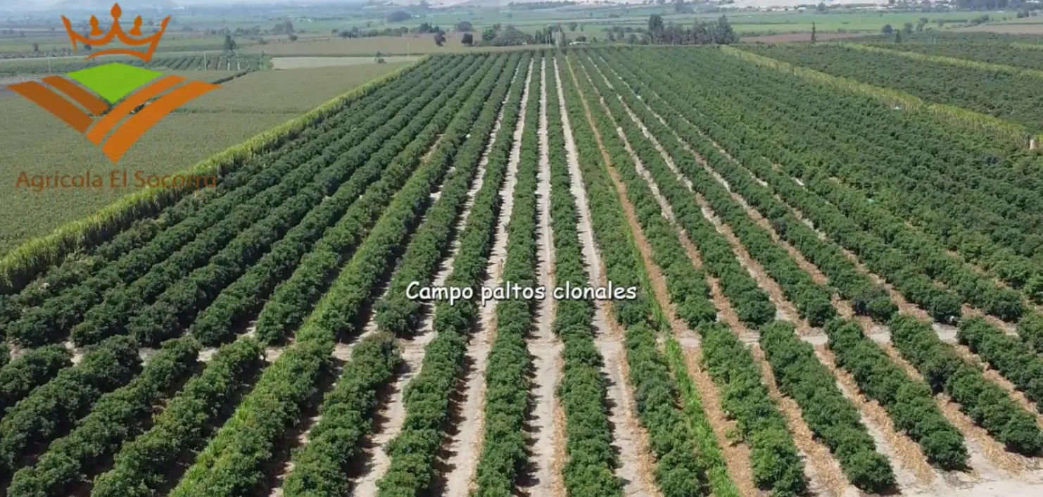 Campo de paltos clonales