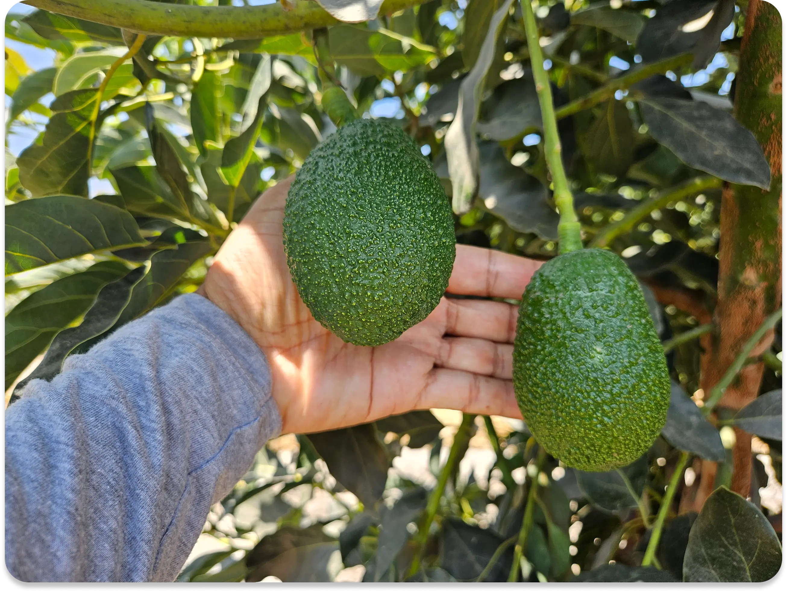 Cultivo de palta de Agrícola El Socorro