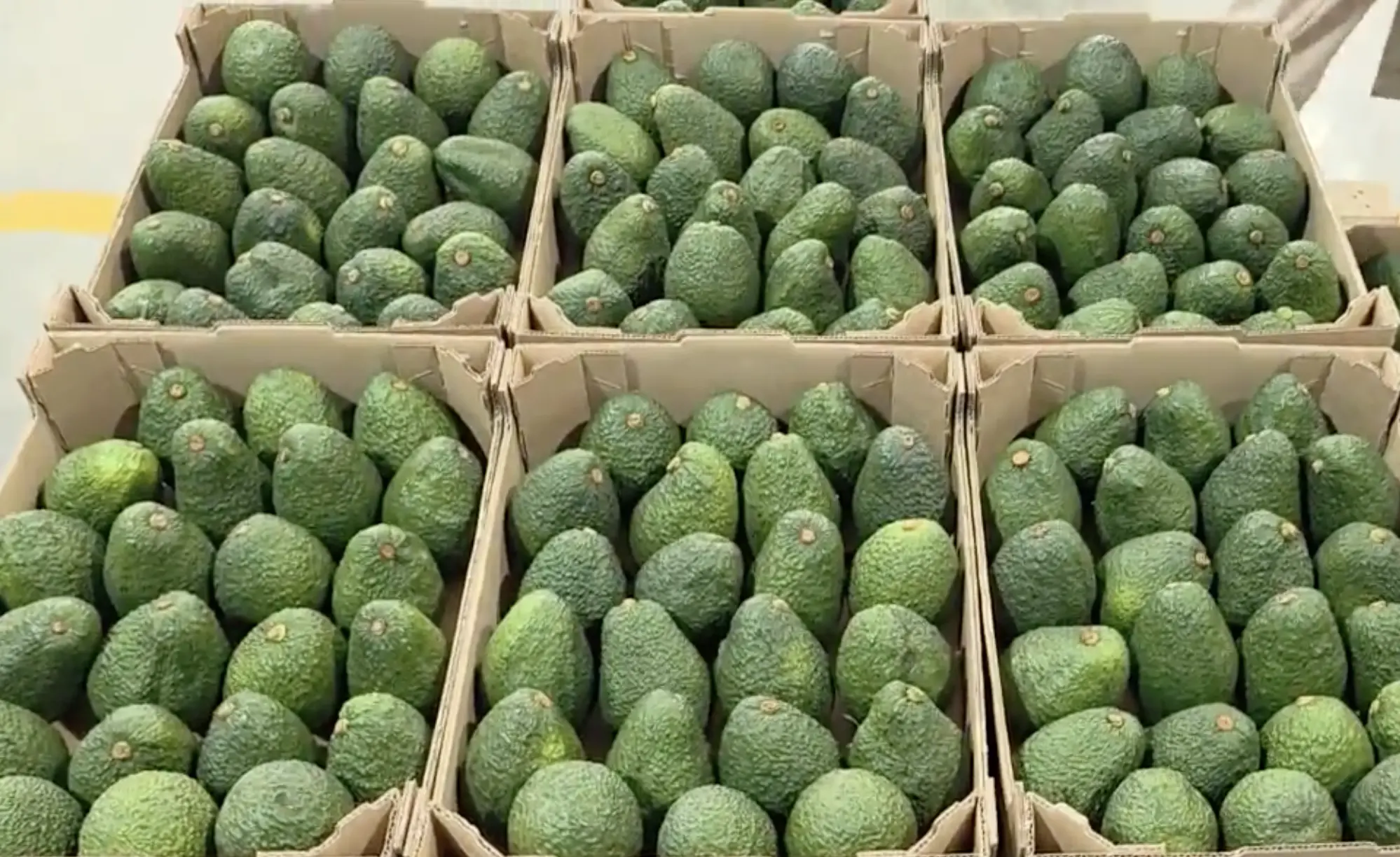Cultivos de Agrícola El Socorro