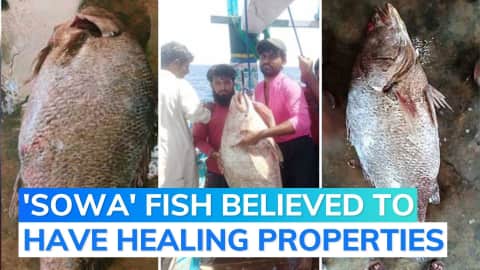 By Selling Rare Fish, Pakistani Fisherman Becomes Millionaire Overnight -  Oneindia News