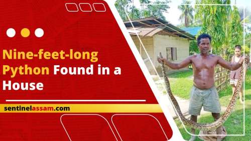 Nine Feet Long Python Found In A House Editorji