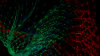 Intro to Generative AI: The Generative Models That Came Before Diffusion Models