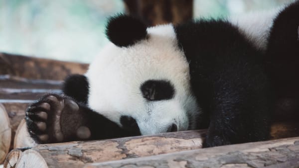 Intro to Pandas: What is Pandas in Python? 