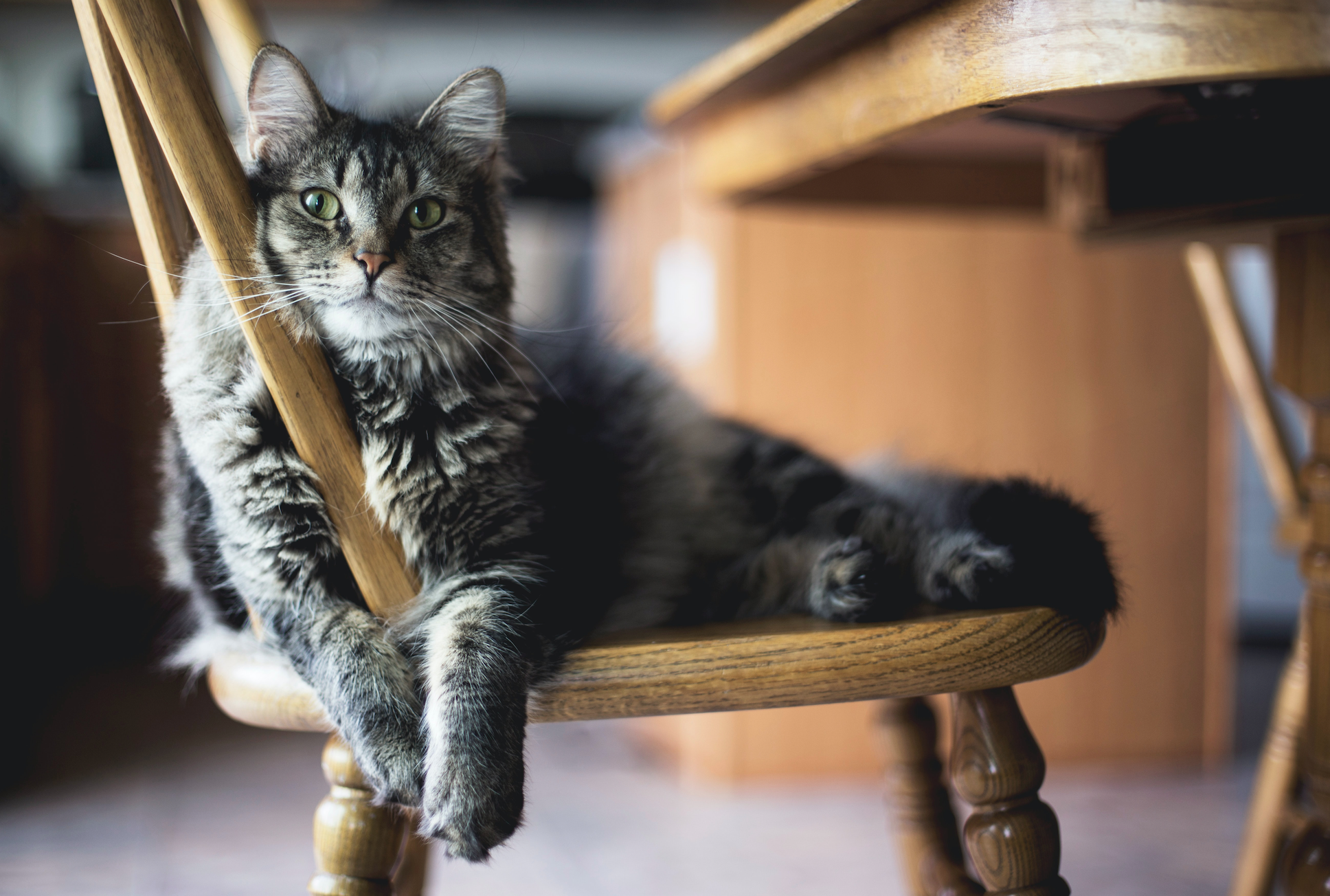 cat sitting in a chair