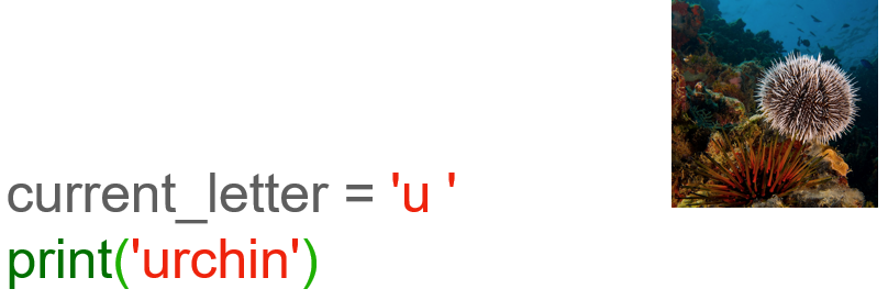 An urchin representing the letter 'u' for an example of making a Python Loop in code