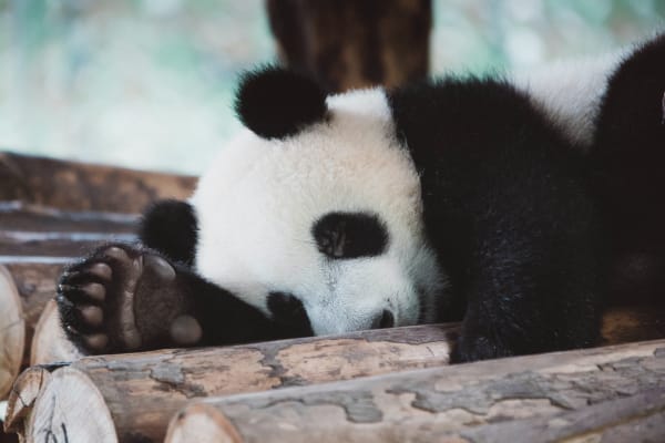 Intro to Pandas: What is Pandas in Python? 