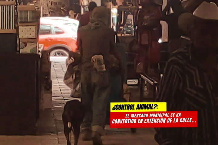 El Mercado Municipal es hogar para perros en situacion de calle