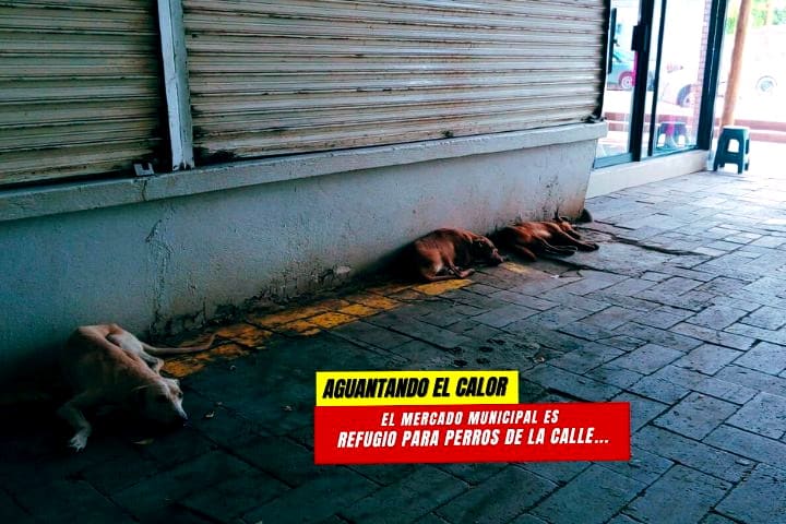 Mercado Municipal de Navojoa es refugio para perros