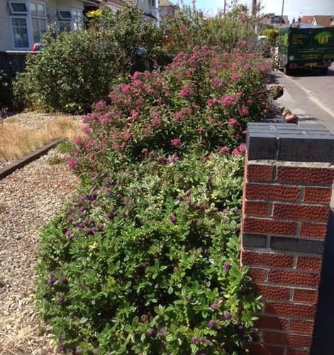 Front Garden Maintenance from Ed's Garden Maintenance