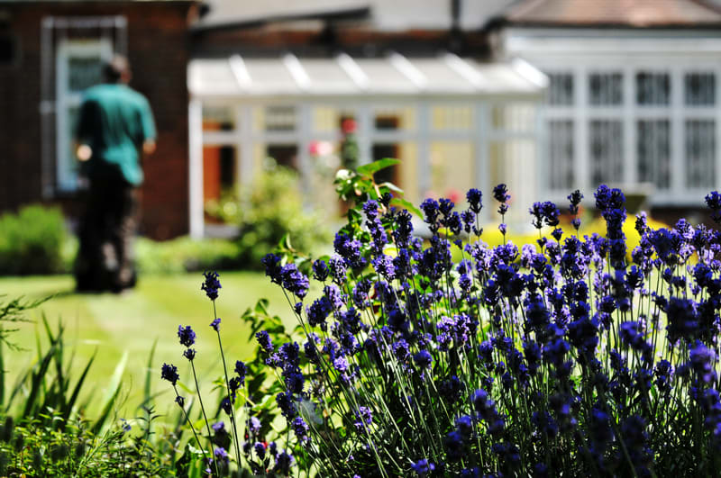 Stripy lawn with lavender in foreground