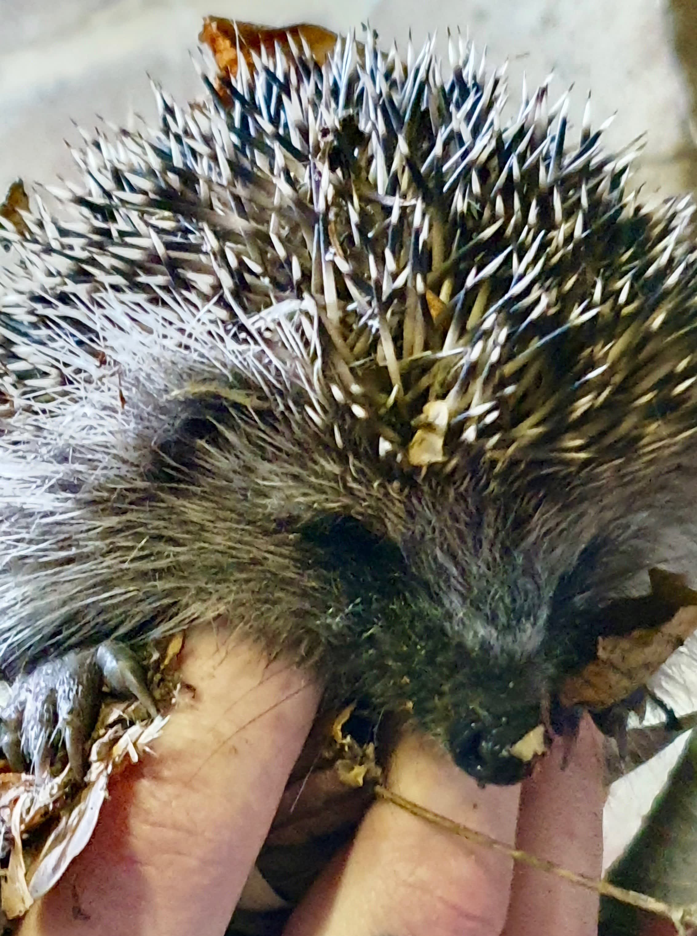 Garden Services Great Bookham Hedgehog Patrol