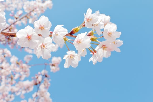 S.G.スタディー開校！