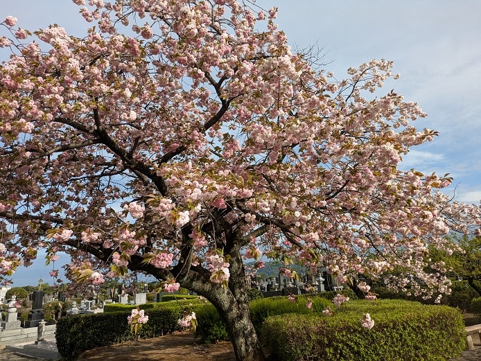 何とかゴールデンウィーク中にお花見を！？