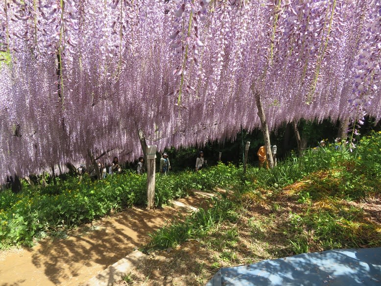 くろさわ藤園へ行ってきたよ