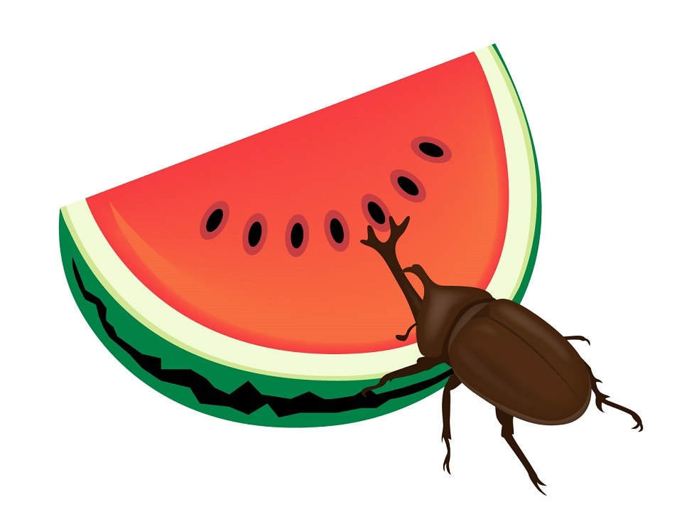 シーサーブログの壁紙は西瓜