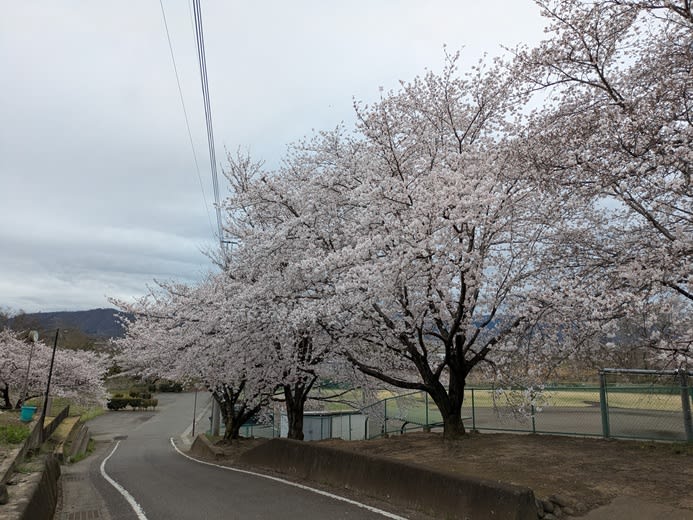見ごろだな～、西運動公園の桜