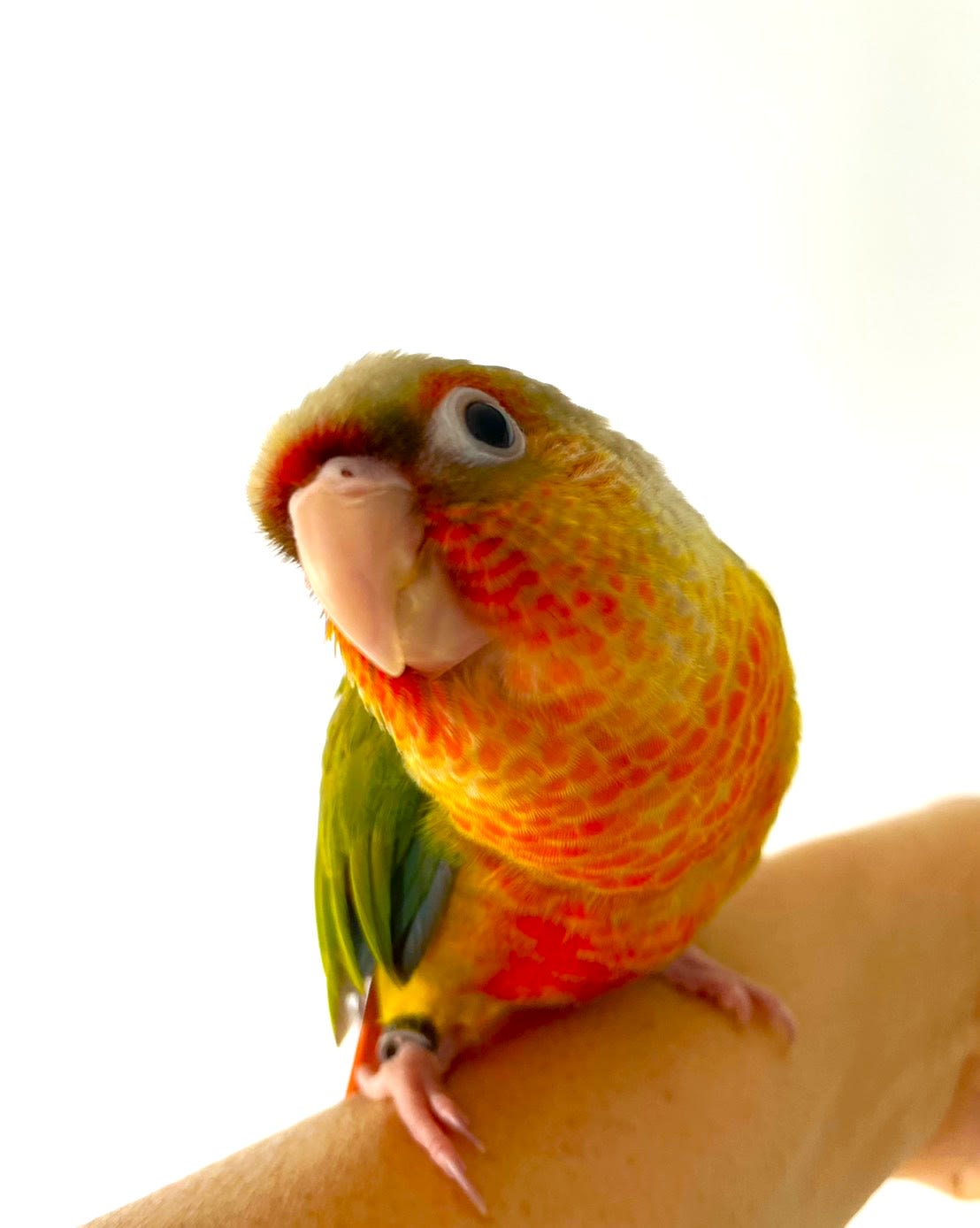 「鳥なんて…」と思っていた私が、ウロコインコに夢中になった話