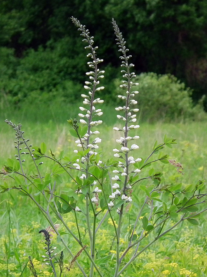 A photo of Baptisia alba var. macrophylla