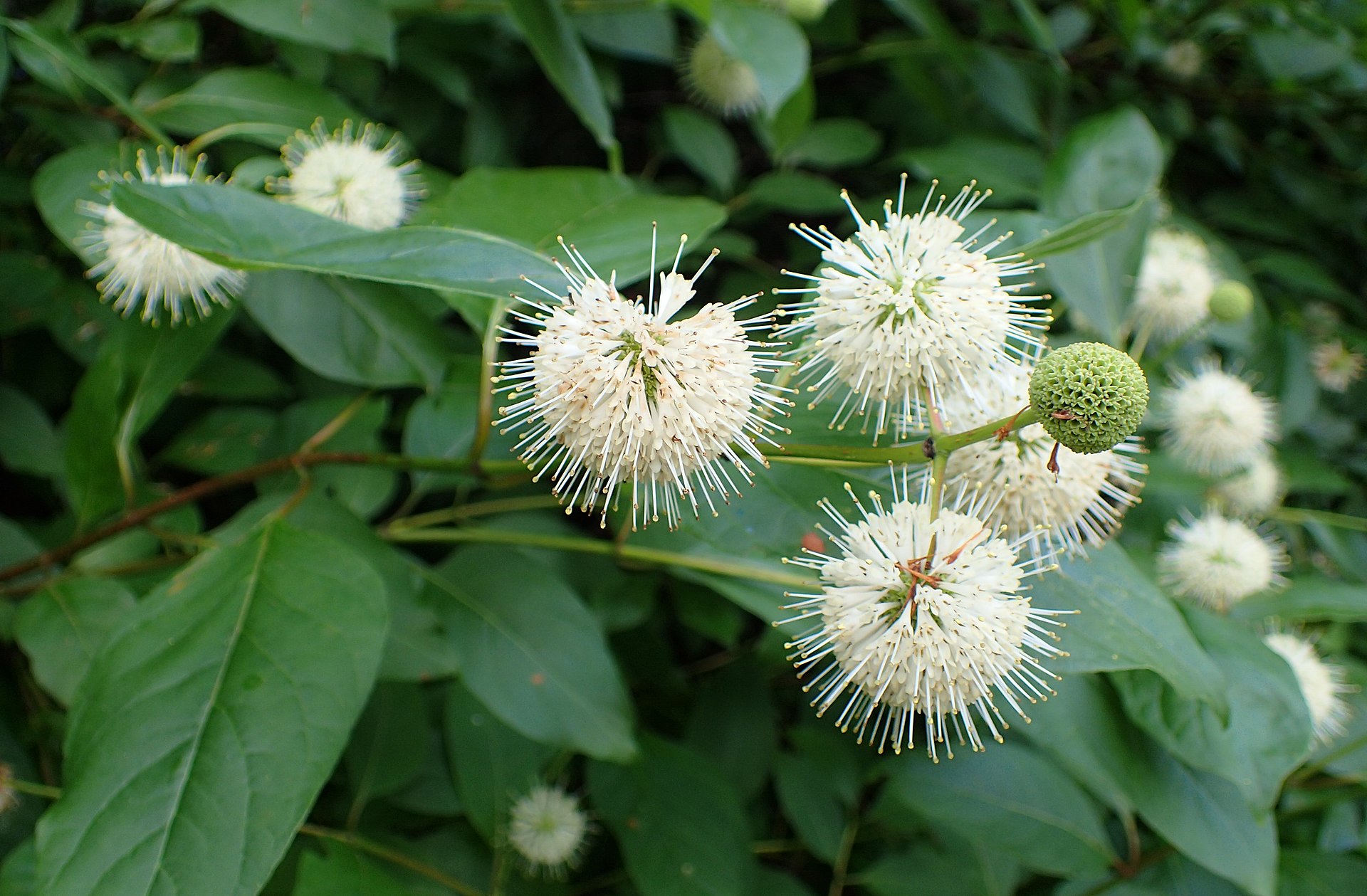 A photo of Cephalanthus occidentalis