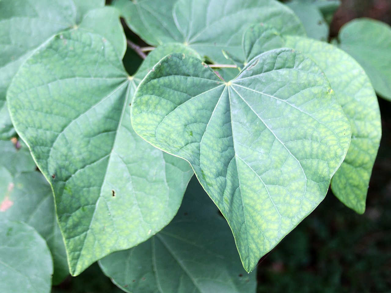 A photo of Cercis canadensis