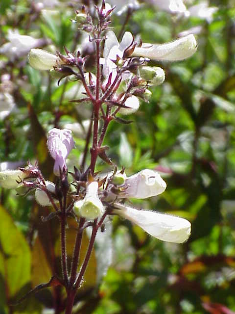 A photo of Penstemon digitalis