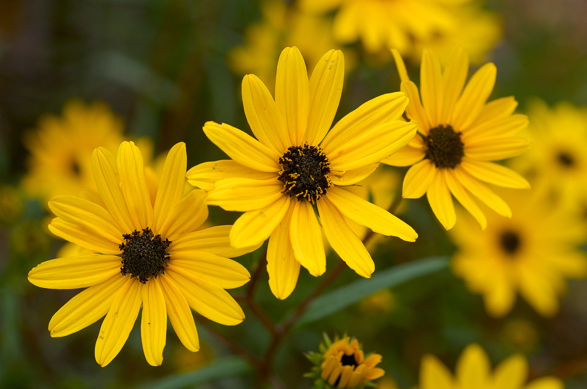 A photo of Helianthus angustifolius