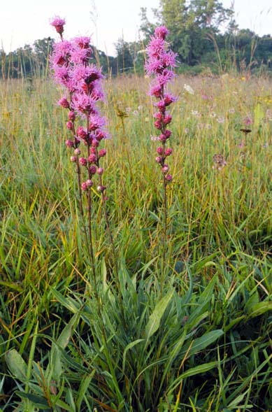 A photo of Liatris aspera