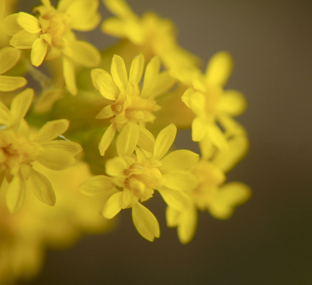 A photo of Solidago nemoralis